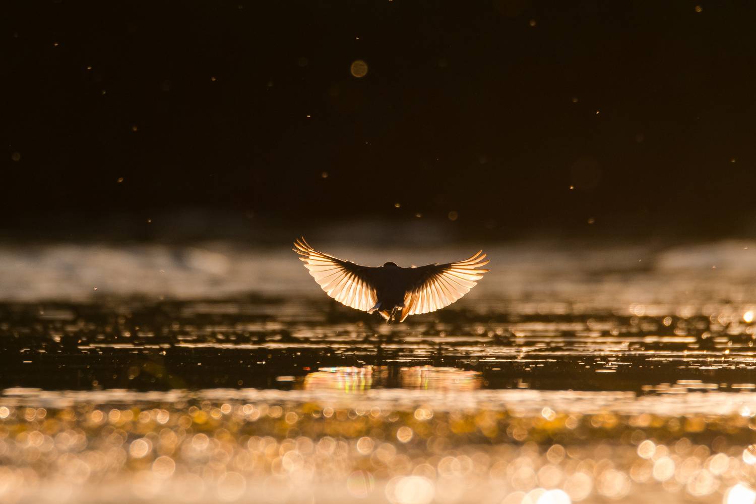 Трясогузка белая, Соварцева Ксения