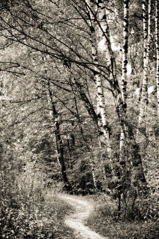 Лесная тропинка фото превью