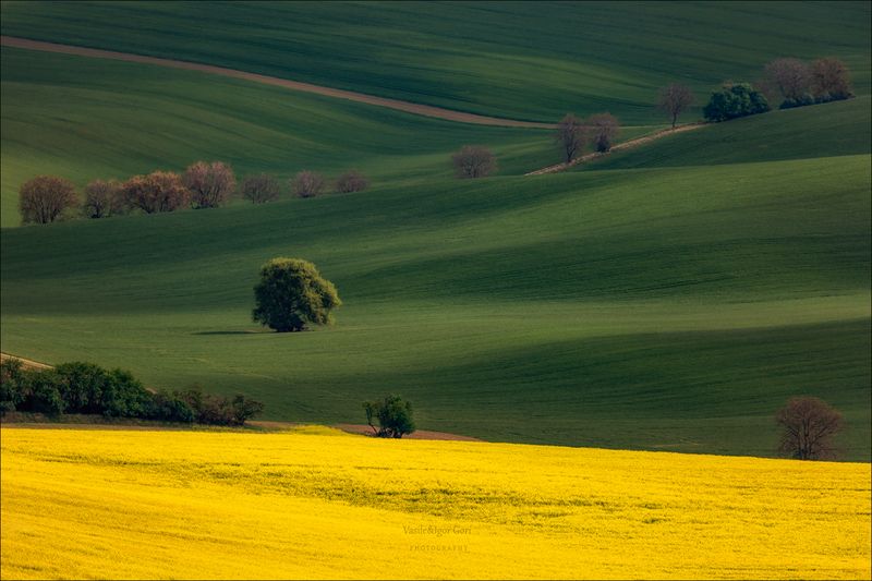 южная моравия,пейзаж,линии,south moravian,lines,свет,czech,весна,чехия,landscapes,поле,рапс,green КОРАБЛИК фото превью