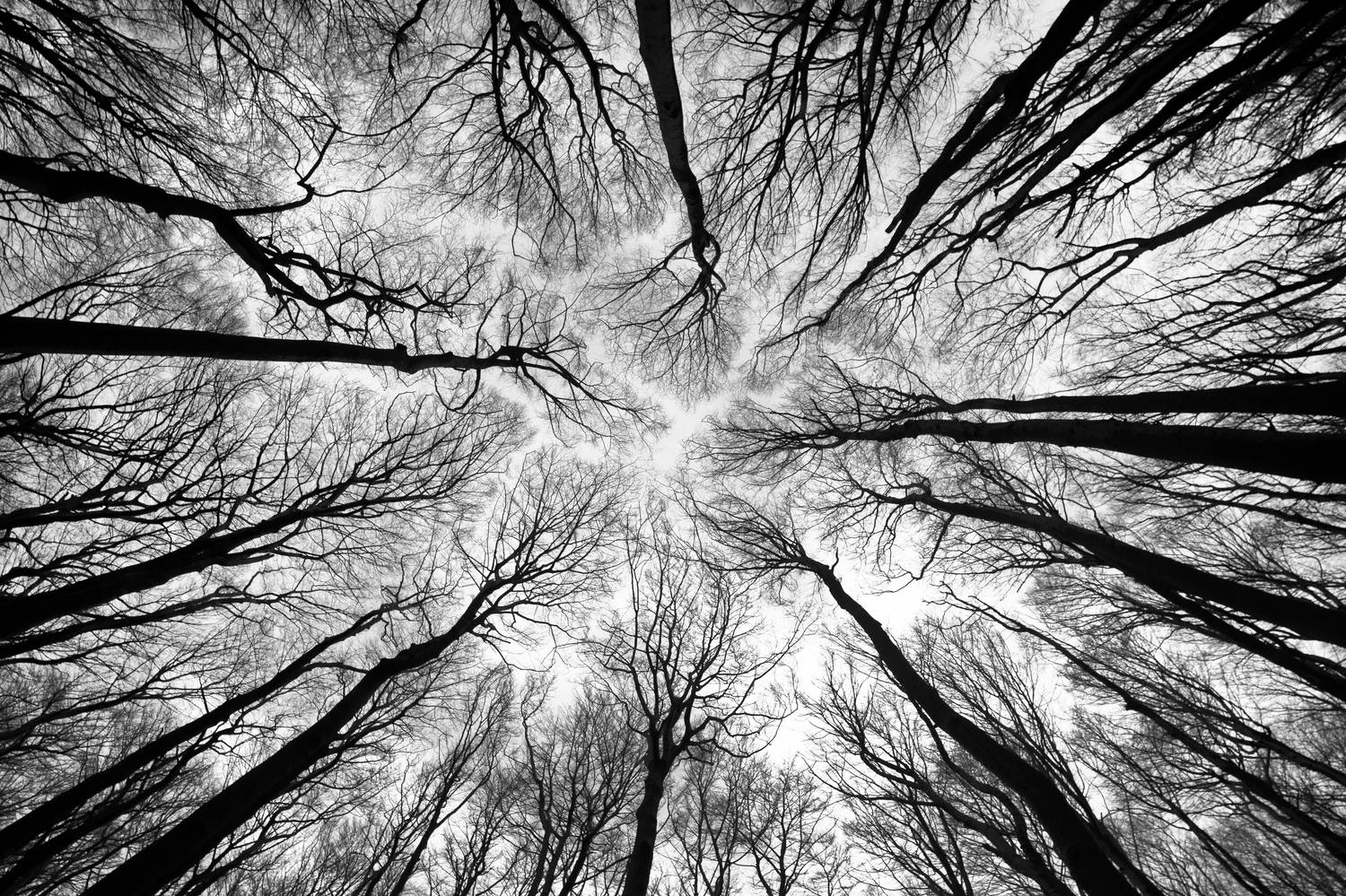 Photograpy, Nature, Forest, Sky, Day, Woodland, Branch, Tree, Trunk, 8mm, Fisheye, Black&white, Monochrome, Damian Cyfka