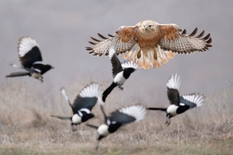 Прилёт курганника (Buteo rufinus) фото превью