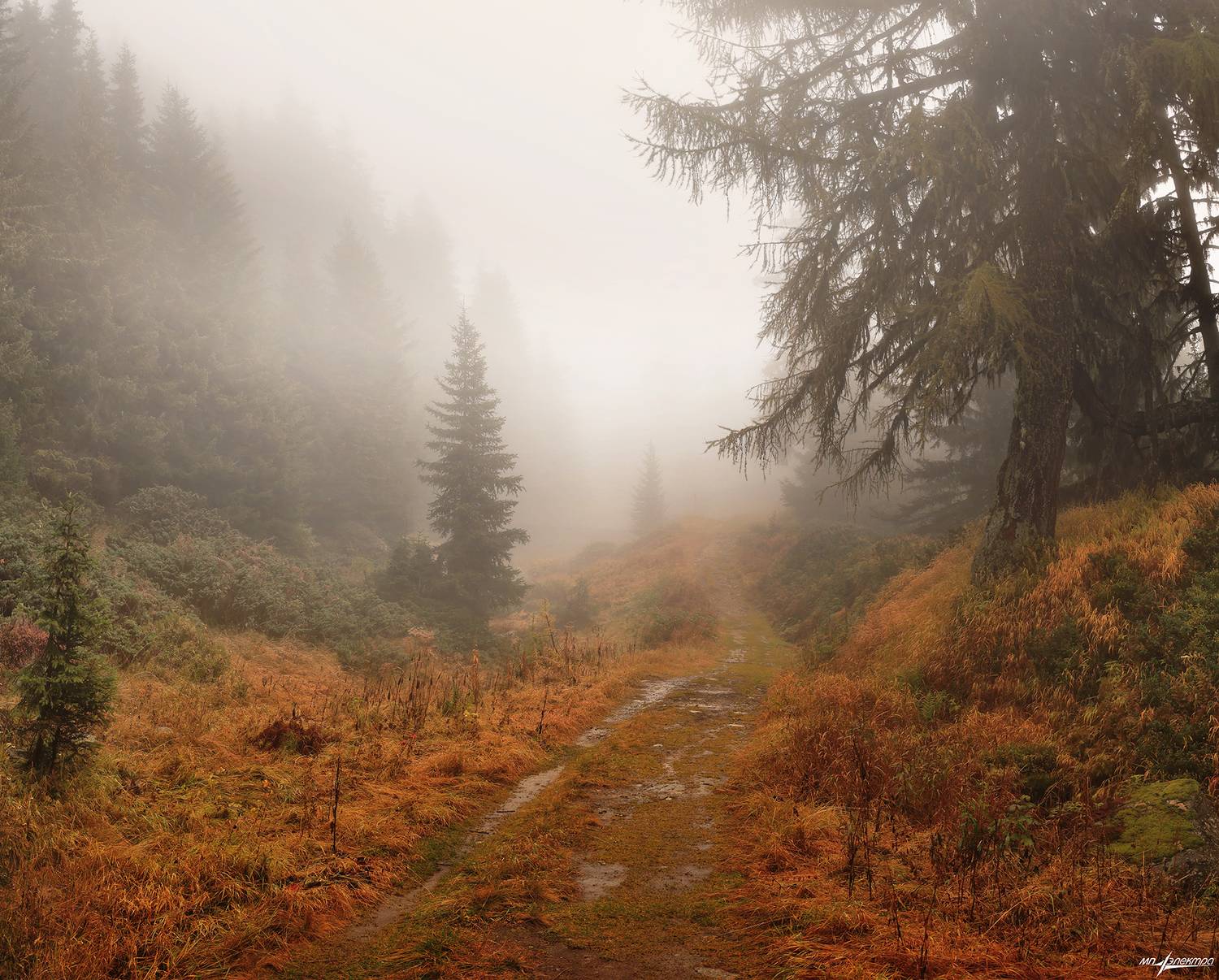 swiss, Матвеев Николай