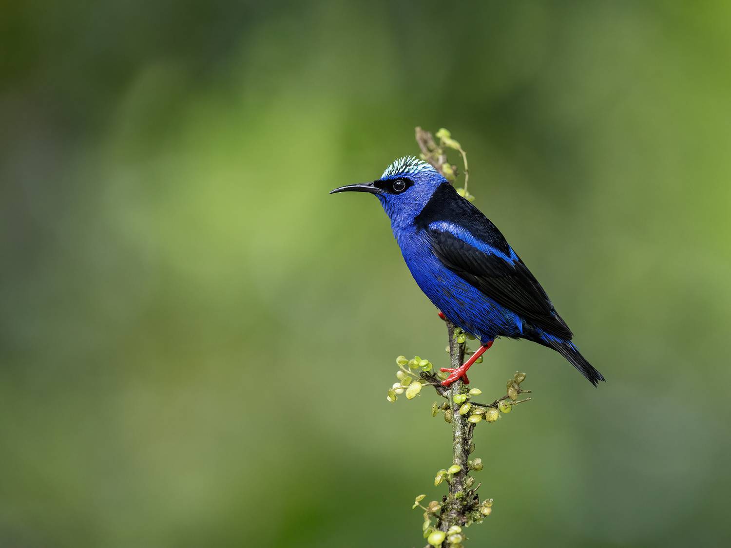 , Fernando Burgalin Sequeira