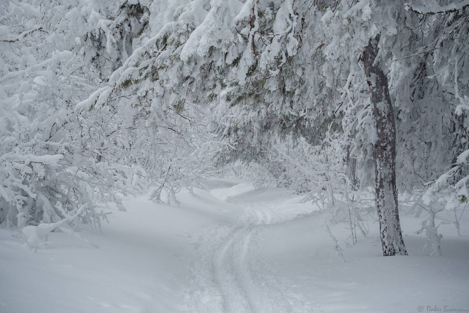 , Блашкин Павел
