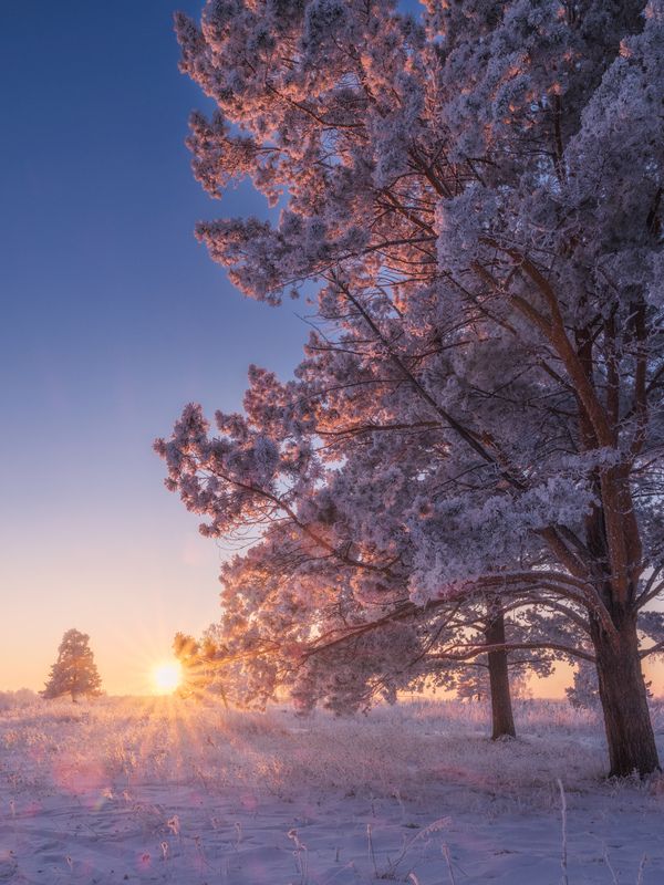 зима, мороз, снег, иней, деревья, закат Провожая Солнце. / Seeing off the Sun. фото превью