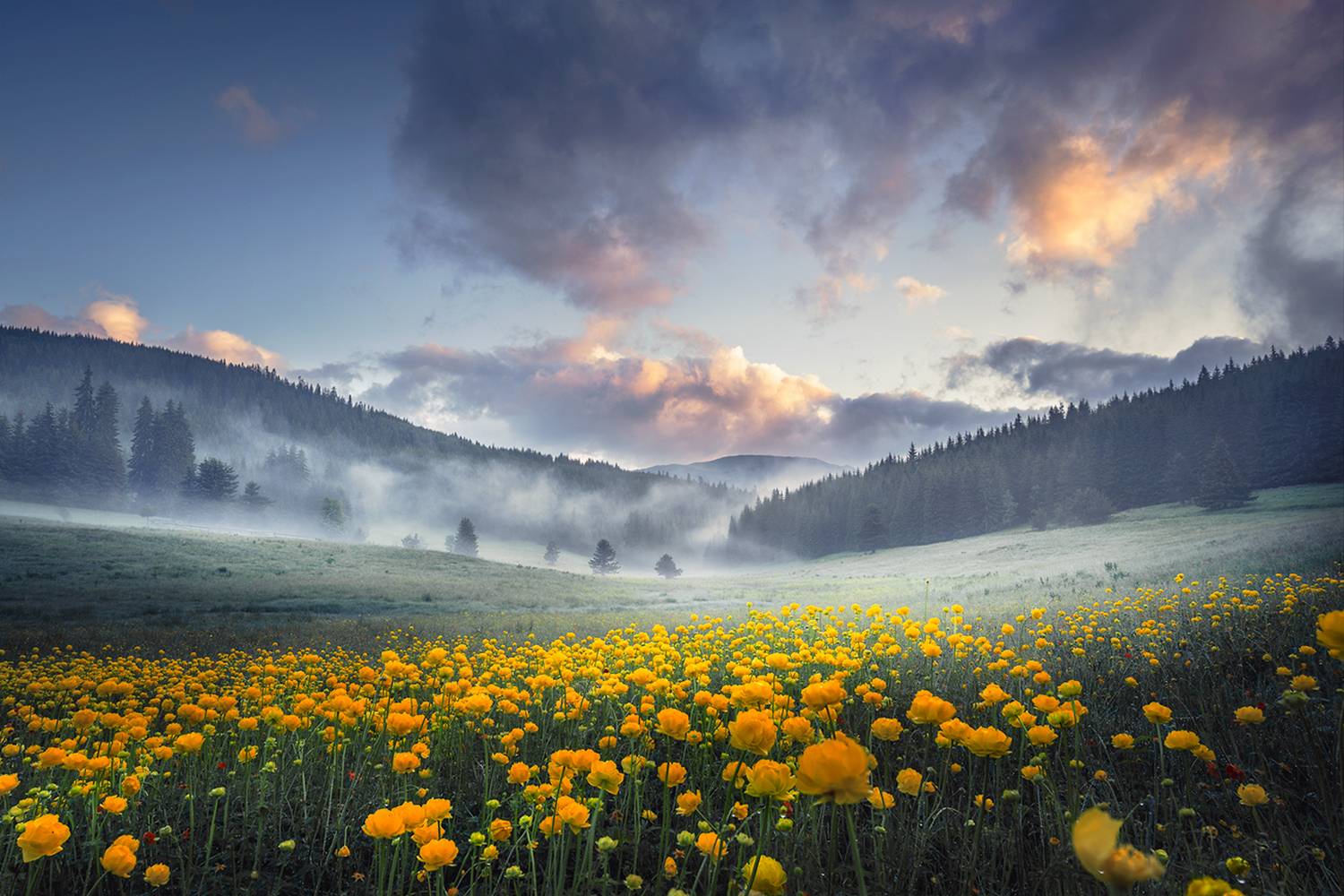 landscape, nature, scenery, summer, sunrise, morning, fog, foggy, mist, misty, clouds, mountain, trees, flowers, пейзаж, Александър Александров