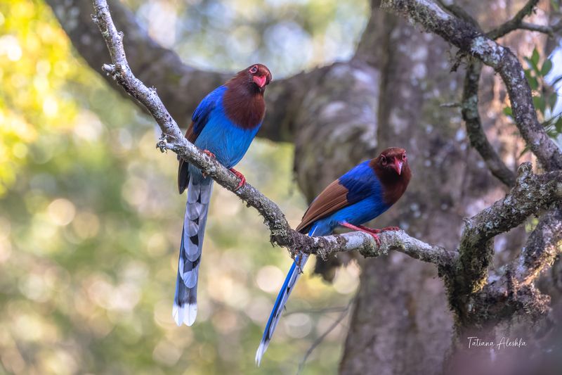 Цейлонская лазоревая сорока  (Sri Lanka blue magpie) фото превью