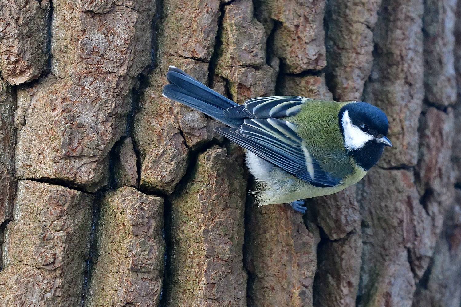 , Игорь Корнейчук