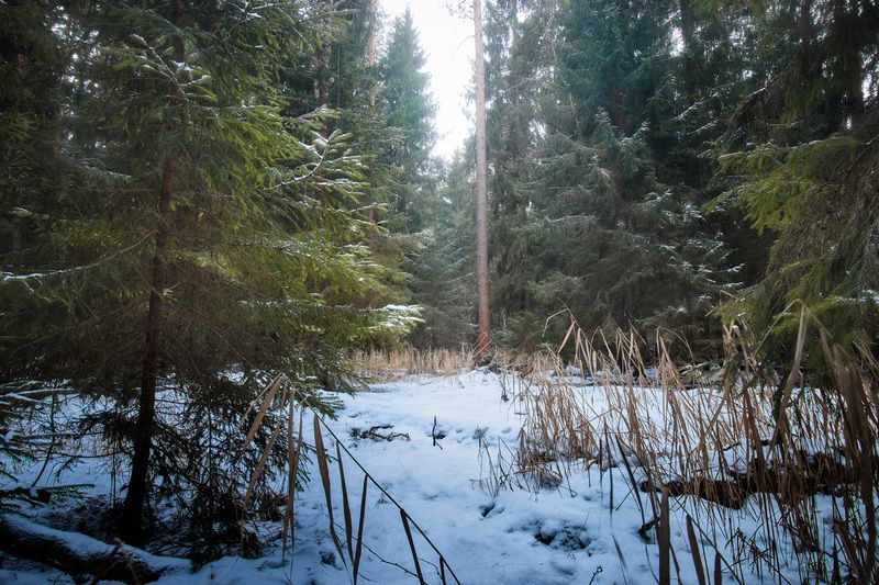 лес, зима, снег В заснеженном лесу фото превью