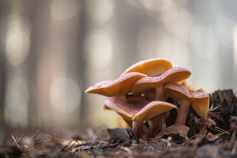 грибы, свет, утро, осень, россия, воронеж,  nikon d850, carl zeiss makro-planar t* 100mm f/2 zf.2 Семья... фото превью