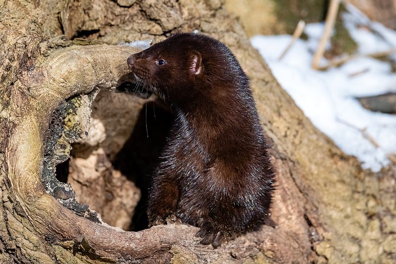 Европейская норка. фото превью