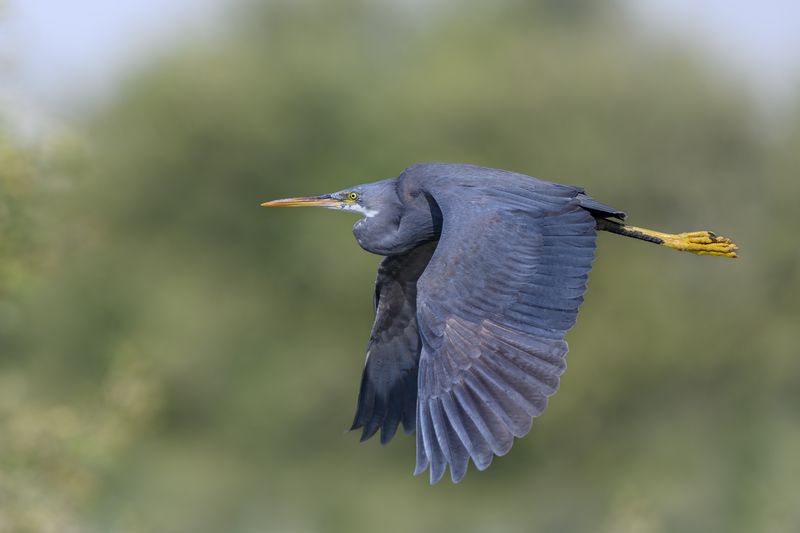 птица, фотоохота, цапля, природа, фауна Рифовая цапля фото превью