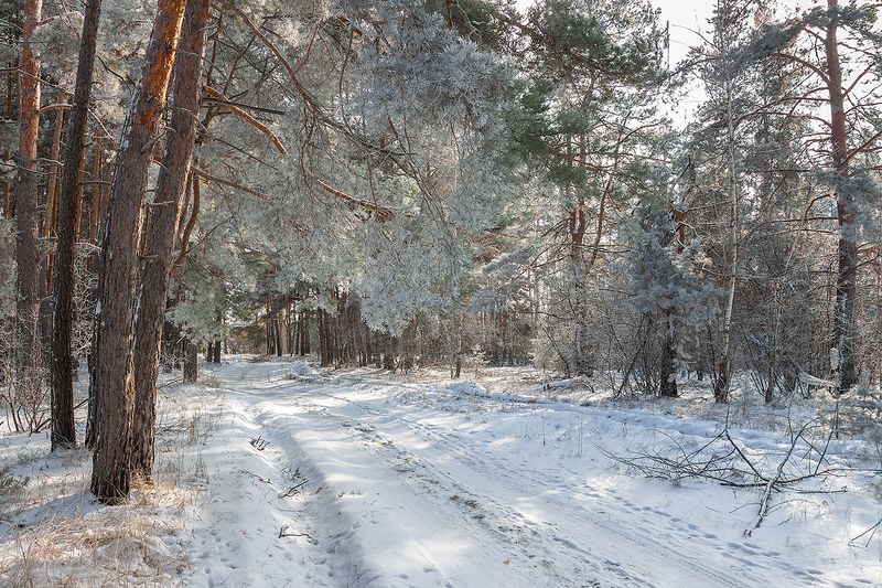 лес, деревья, зима, иней, природа  фото превью