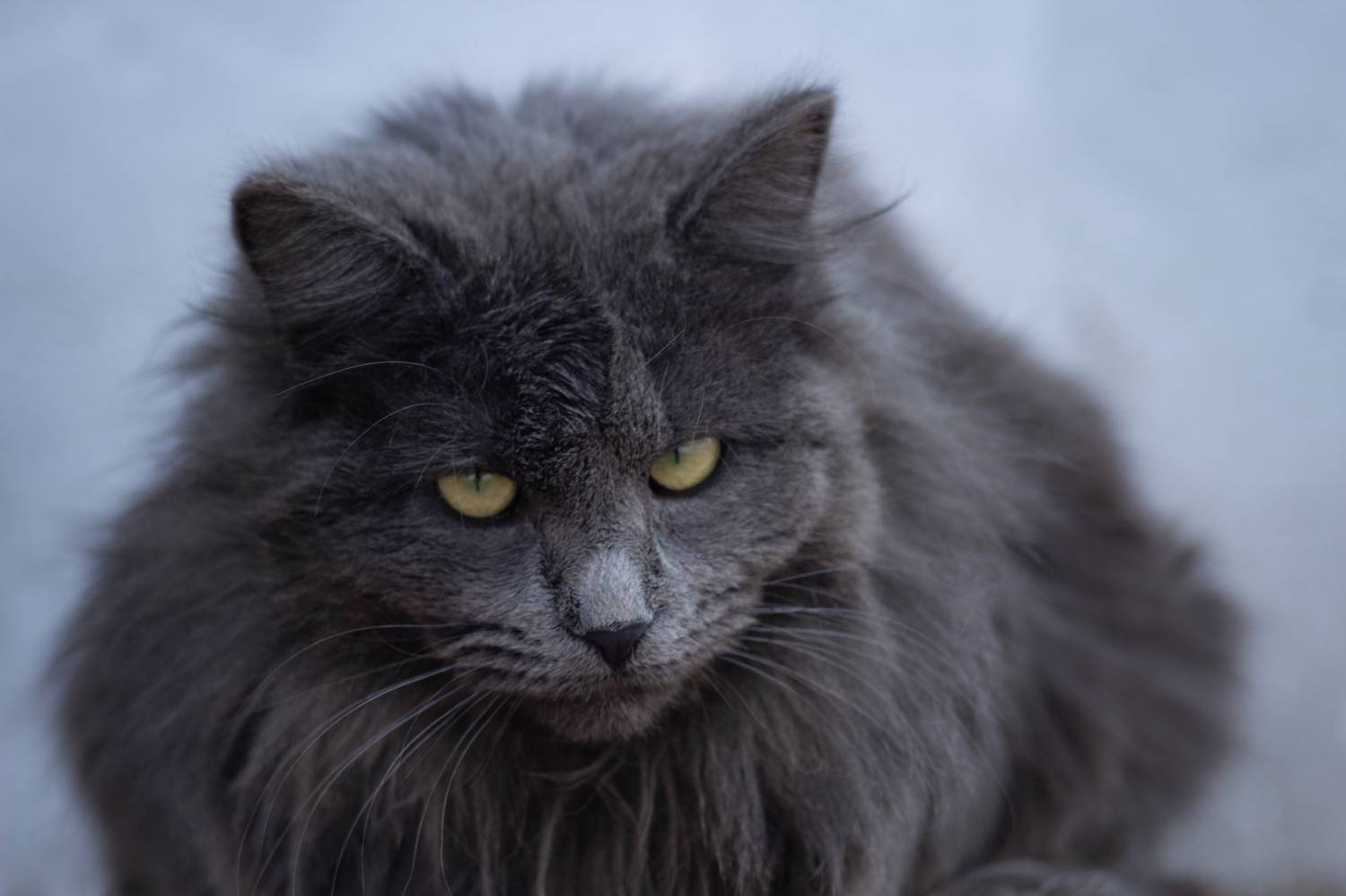 нибелунг, Александр Канцур