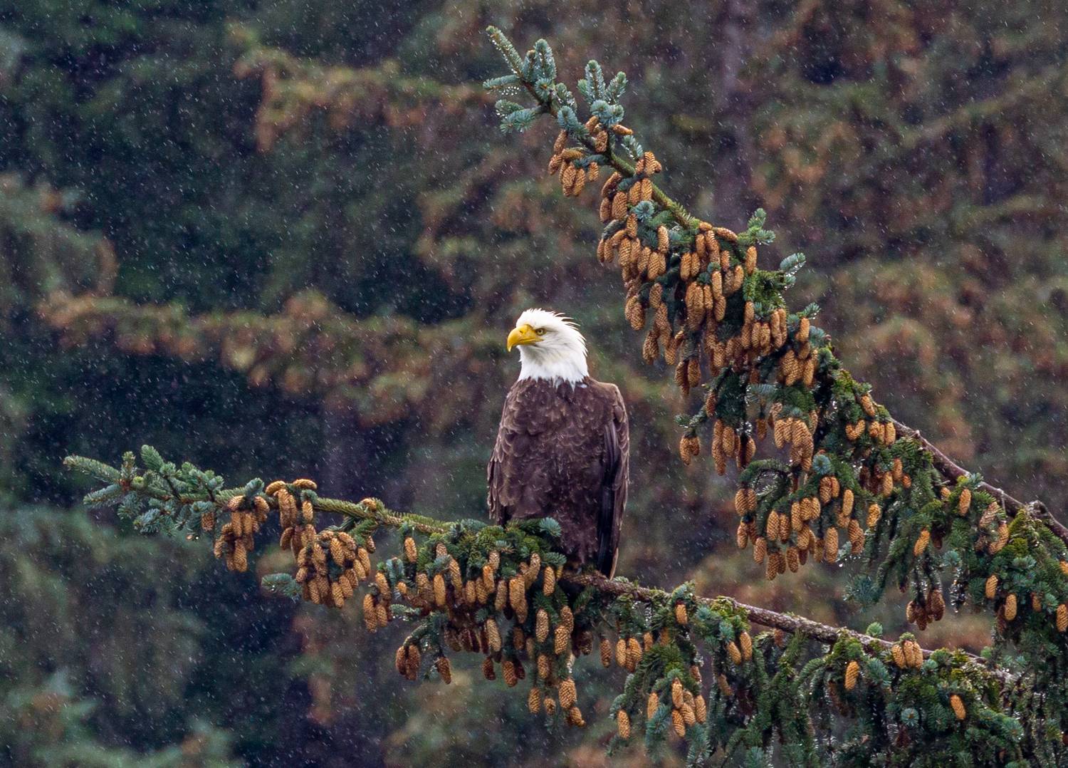 , Vladimir Vorobeychik