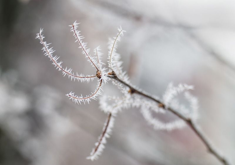 Иней фото превью