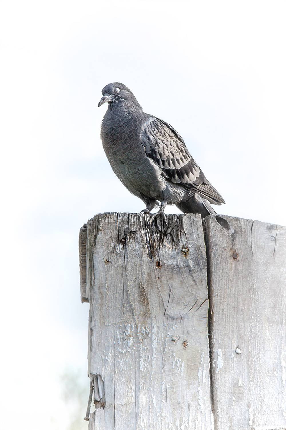 , Евгений Кутузов