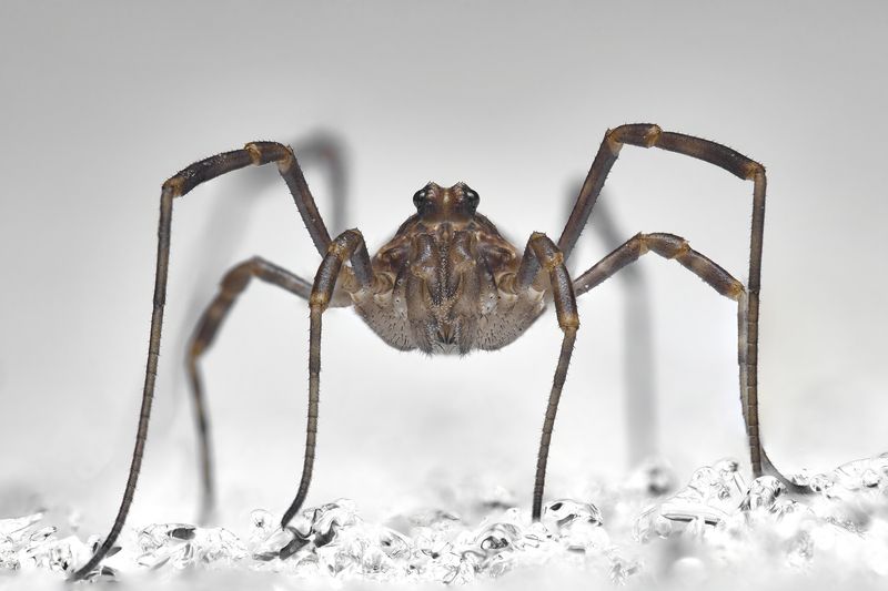 Spring Harvestman фото превью