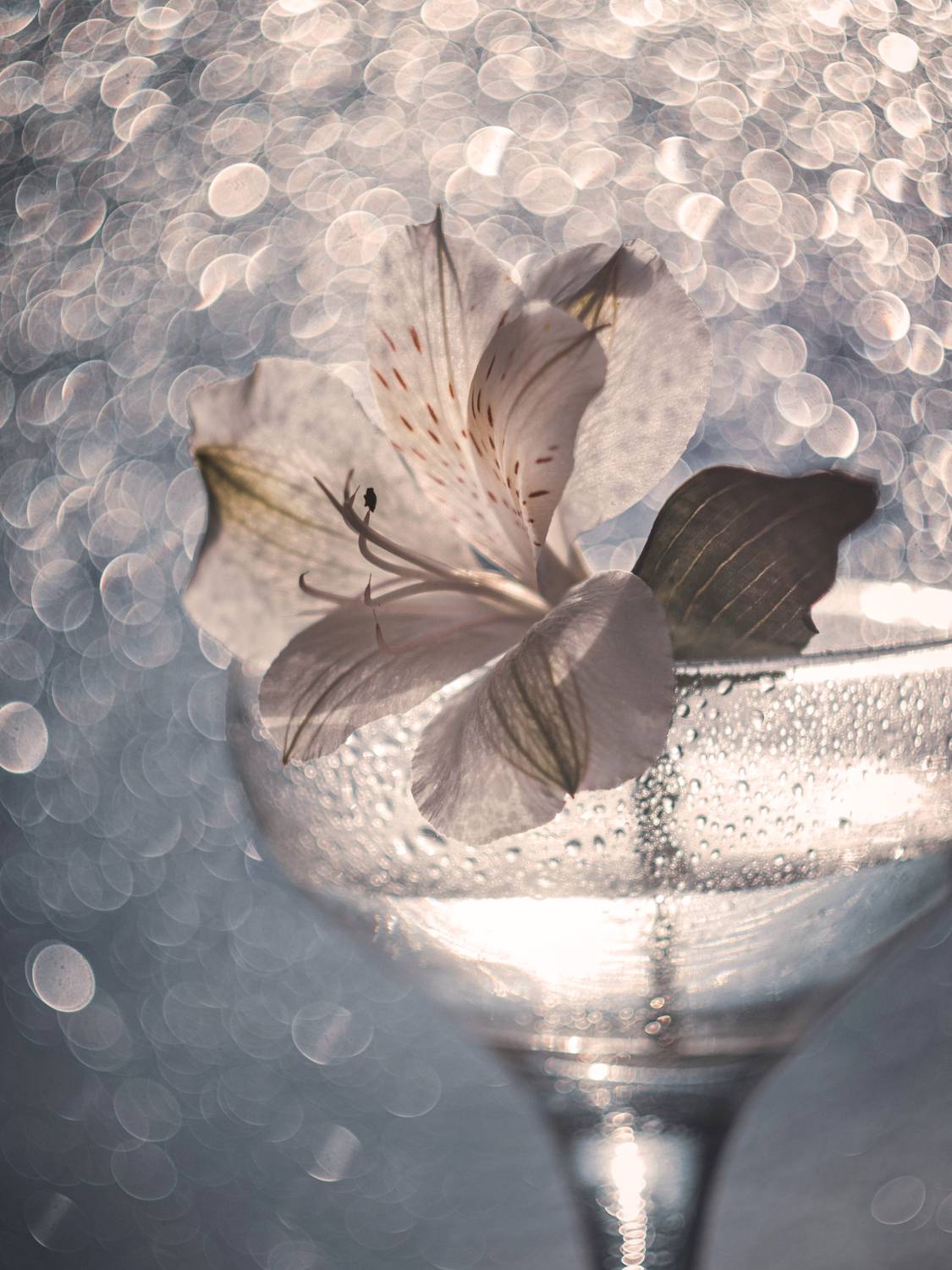 , Лапшина Владлена