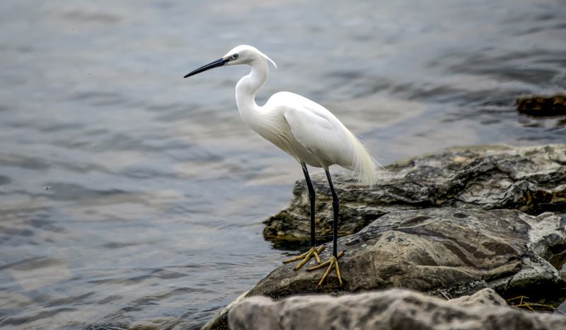 Цапля белая фото превью