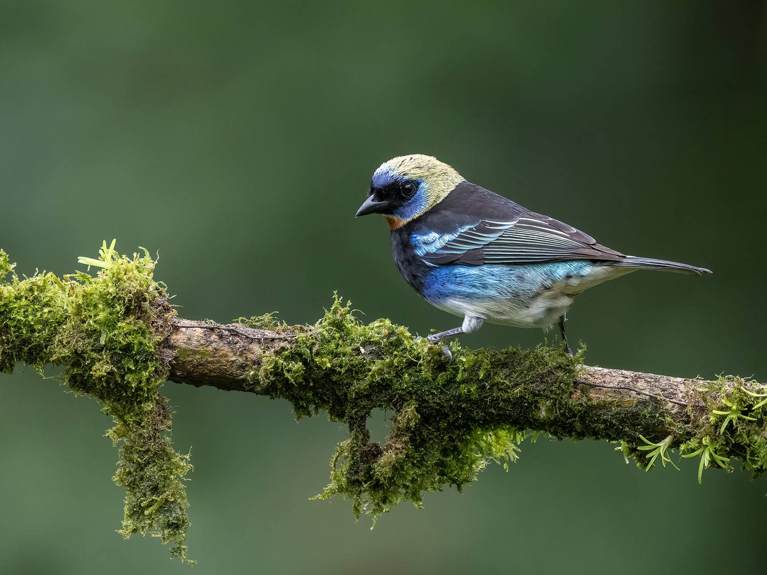 , Fernando Burgalin Sequeira