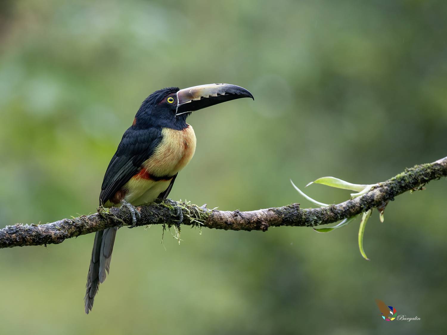 , Fernando Burgalin Sequeira