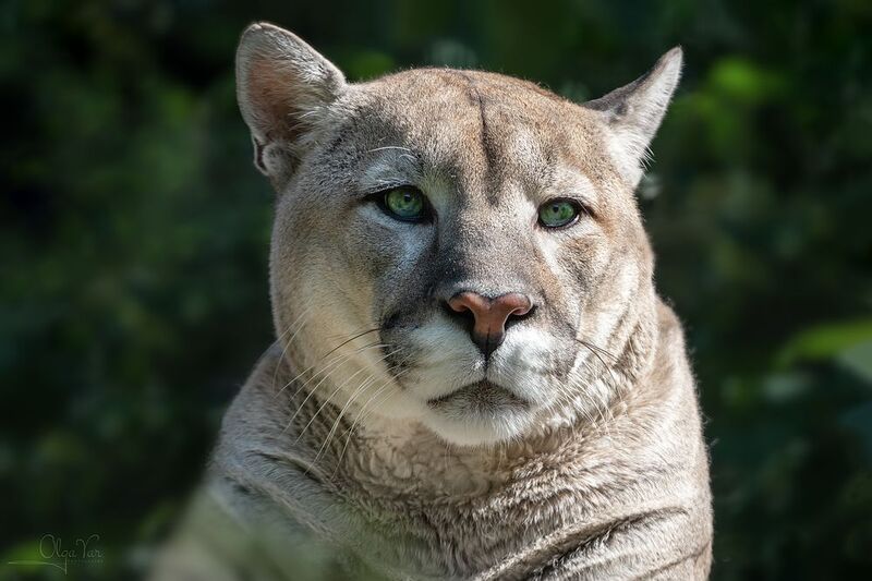 пума, большой кот Твои зеленые глаза... фото превью