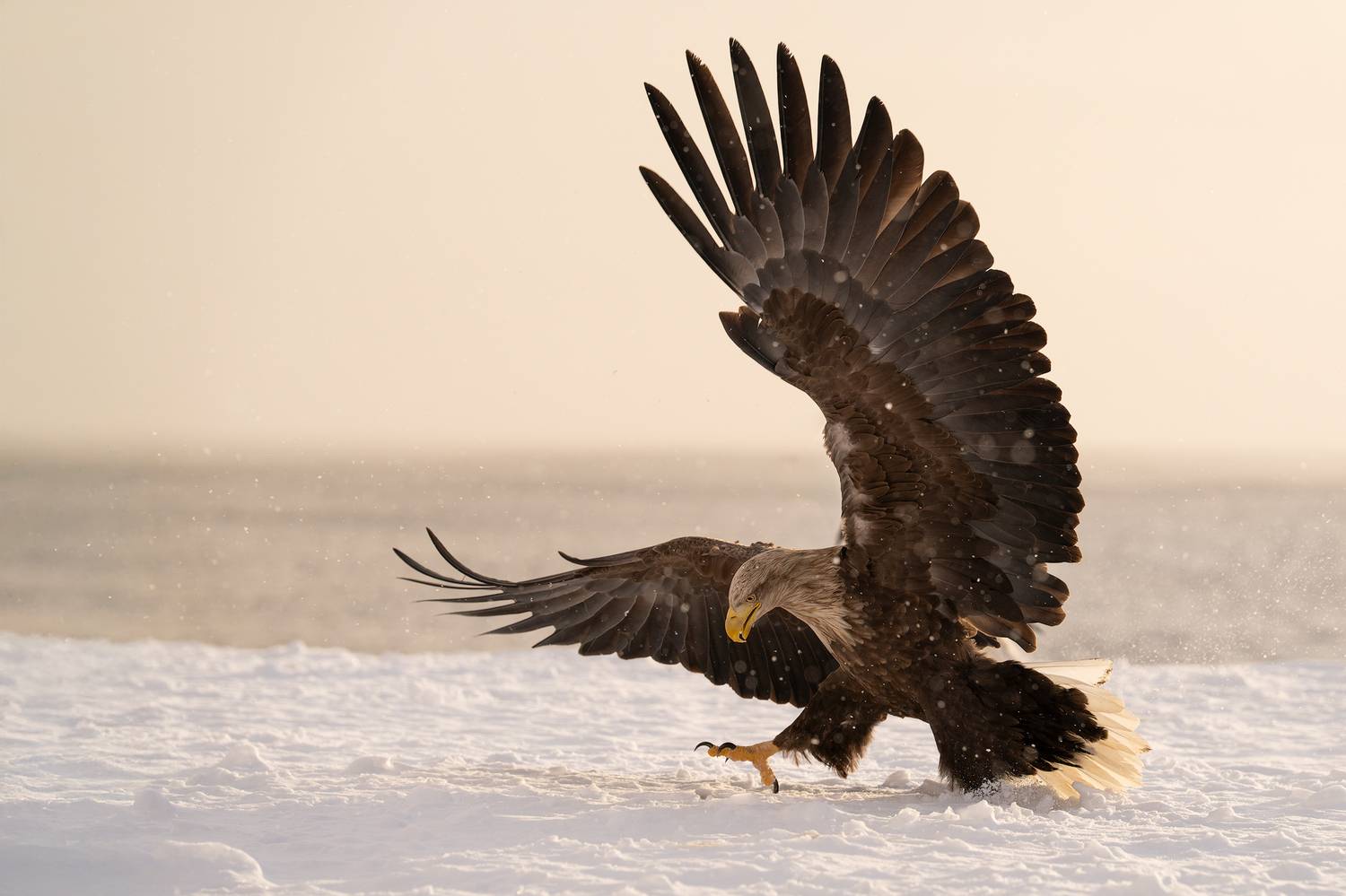 eagle, bird, Ch Natnattcha