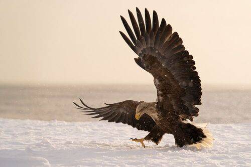 Ready to take off