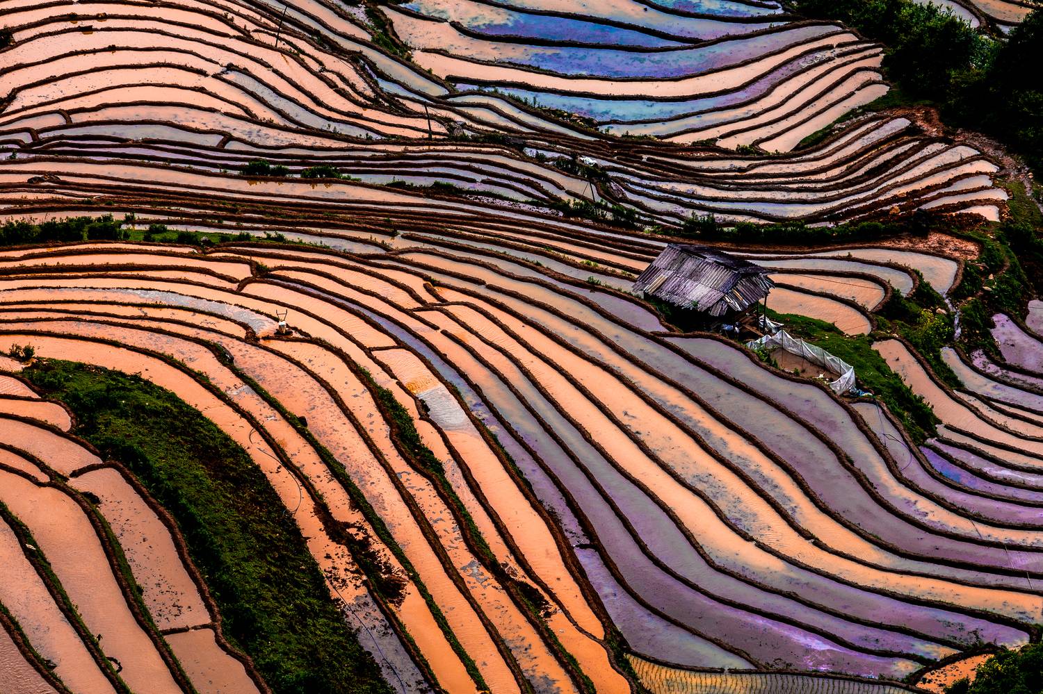 вьетнам, рисовые поля, рисовые террасы, Сулоев Алексей