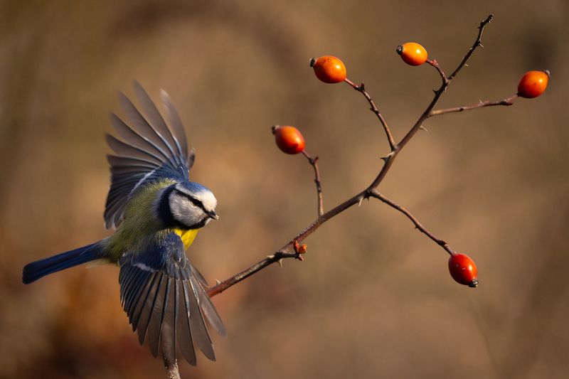 Titmouse фото превью