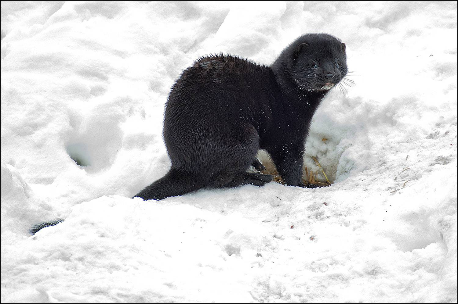 москва, зима, парк, американская норка, АНАТОЛИЙ ДОВЫДЕНКО