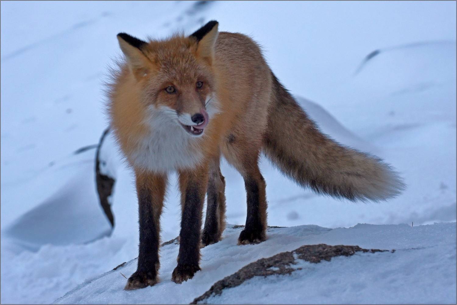 лиса, заповедник, облизывается, зима,, Юрий Мальцев