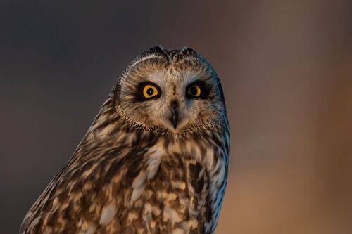 Глаза в глаза