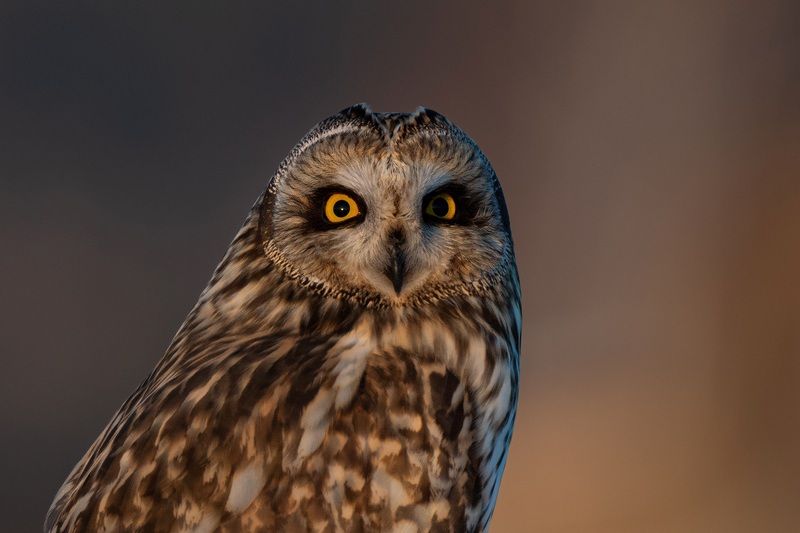 Глаза в глаза фото превью