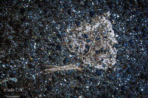 Leaf in the asphalt
