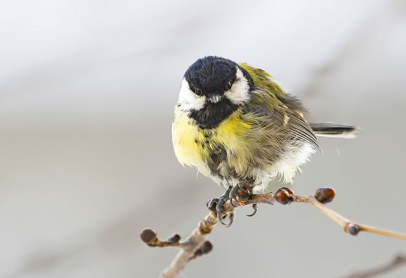 птицы, большая синица, растрёпка Растрёпка фото превью