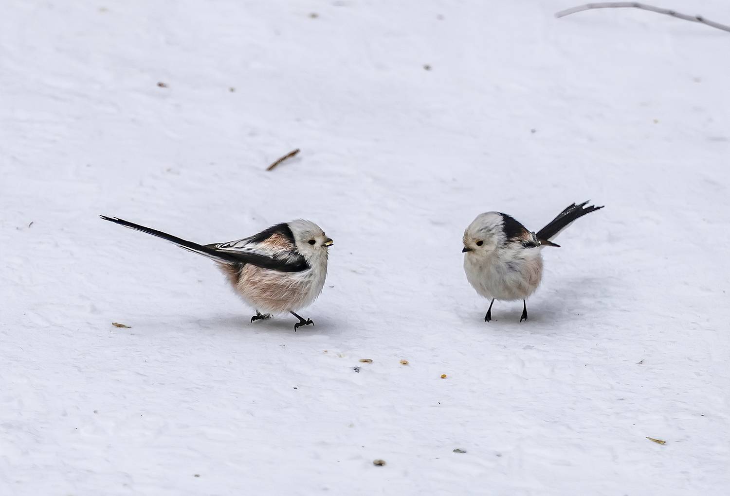 длиннохвостые синицы, зима, парк, Широких Александр