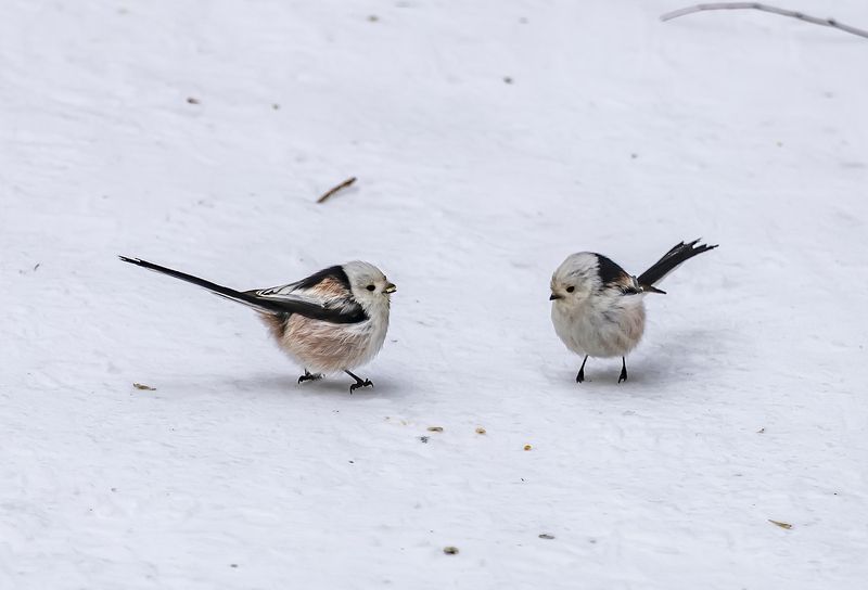 длиннохвостые синицы, зима, парк Две синички фото превью