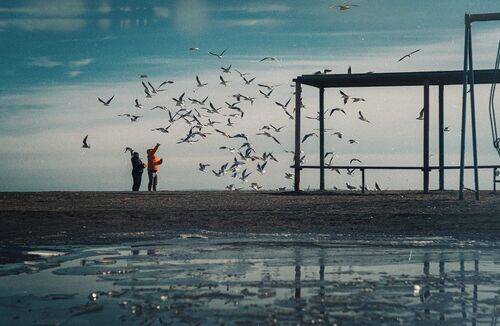 Птичий патруль.