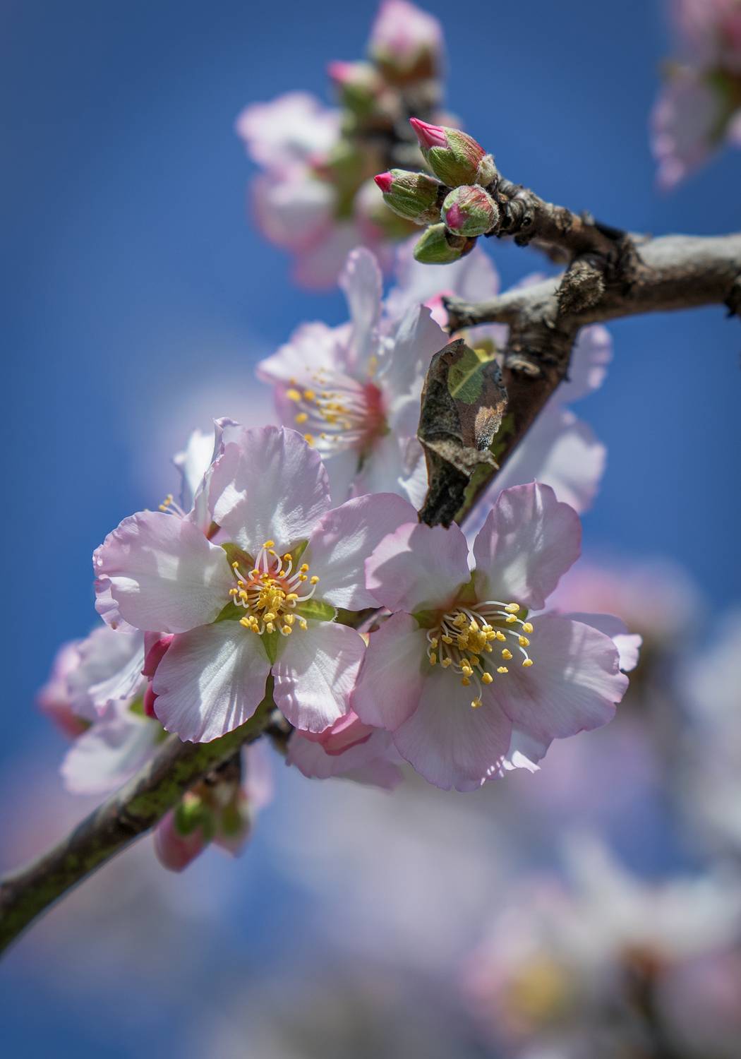 Миндаль, цветы, небо, ветка, Татьяна Горбачева Маментьева