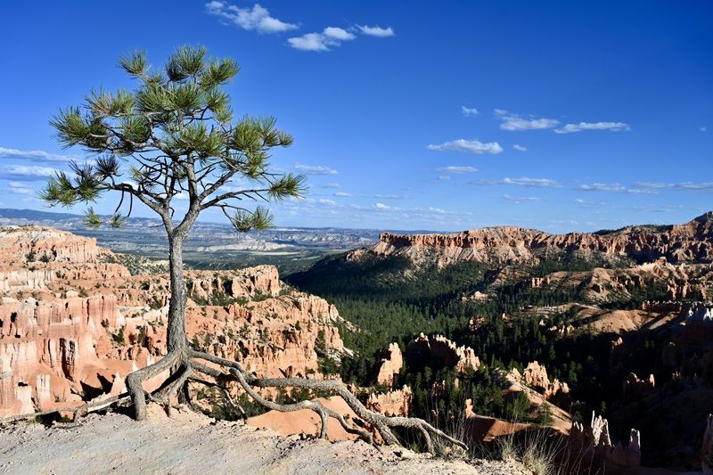 Landscapes, USA, Utah, Travel, Tree, Canyon, Mountain, Rocks,  Удержаться на краю  фото превью
