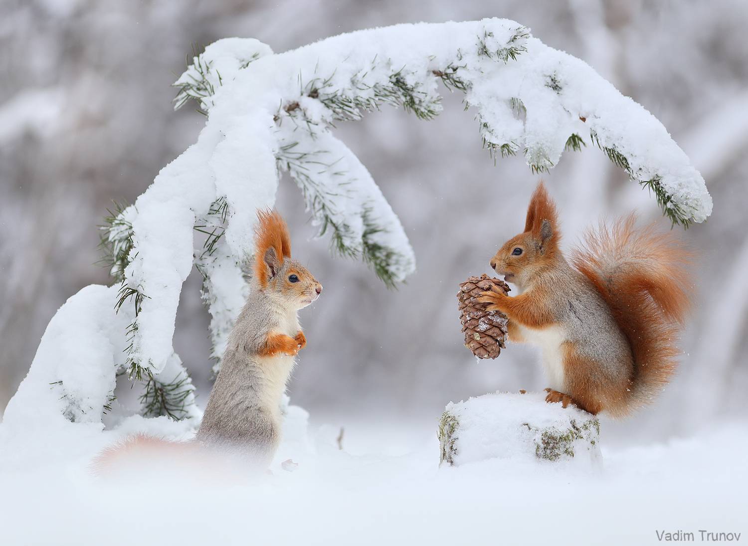 белка, squirrel, Вадим Трунов