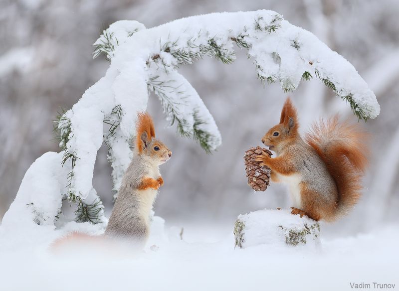 белка, squirrel Про бельчат и ёлочку фото превью