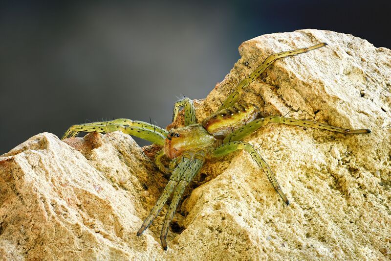 Dolomedes fimbriatus  фото превью