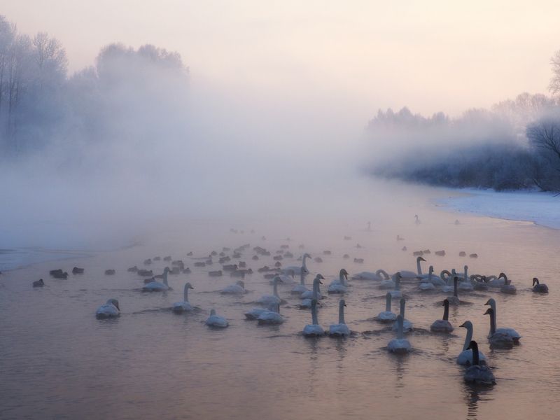 Рассвет на Лебедином озере фото превью
