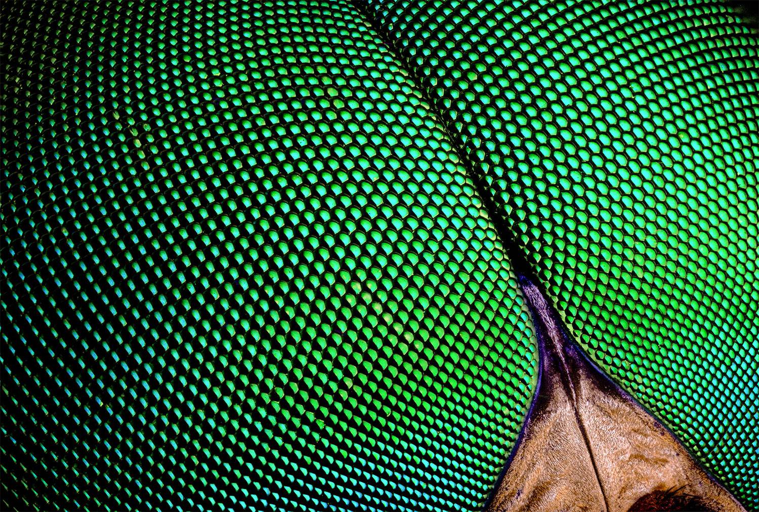 diptera, tabanus sudeticus, слепень, Eugenijus Kavaliauskas