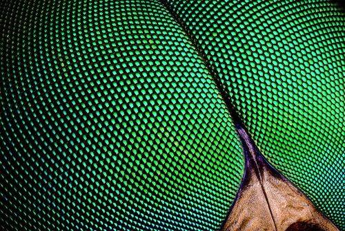 Пиксели слепня