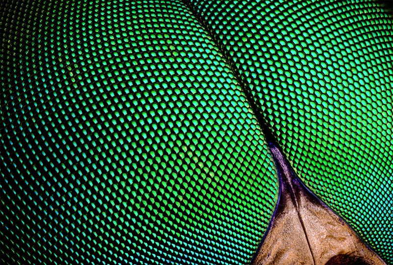 diptera, tabanus sudeticus, слепень Пиксели слепня фото превью