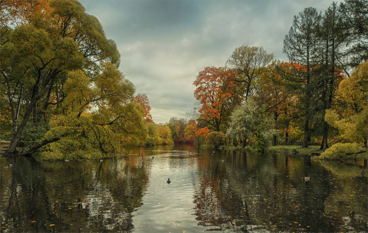 озеро деревья утки отражения, Вера Петри